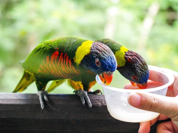 Jurong Bird Park