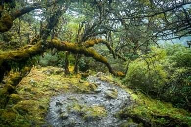 Explore Enchanting Forest and Spot Wildlife