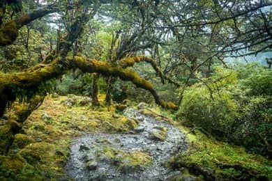 Explore Enchanting Forest and Spot Wildlife