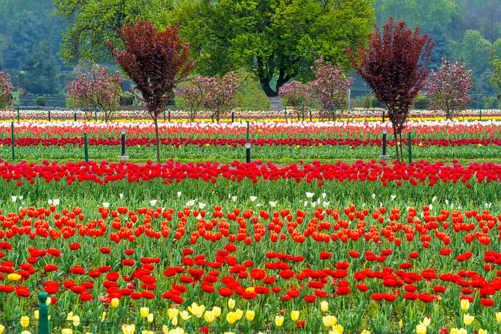 Indira Gandhi Memorial Tulip Garden, <em>Srinagar</em>