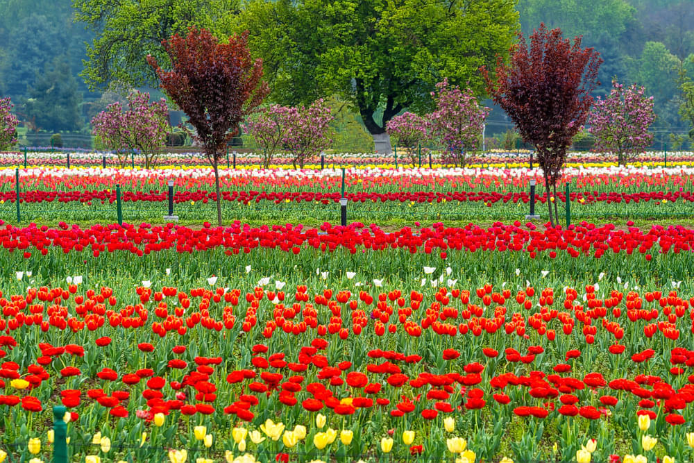 Indira Gandhi Memorial Tulip Garden Overview