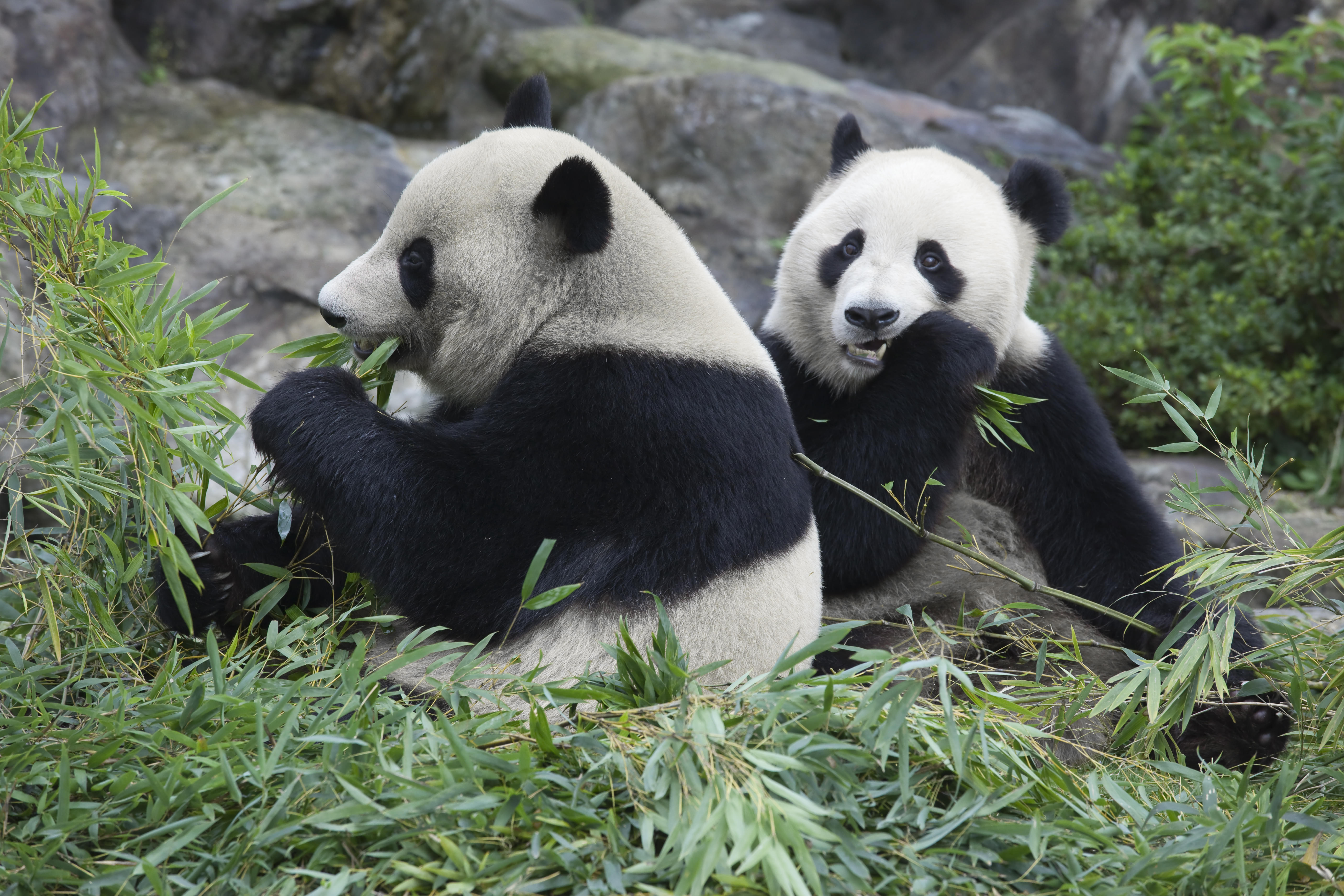 Giant Panda Conservation Center