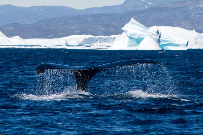 Whale at Disko Bay