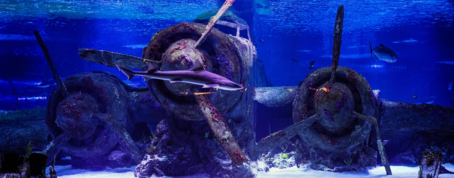 See a life-size shipwreck and a submerged airplane at the aquarium