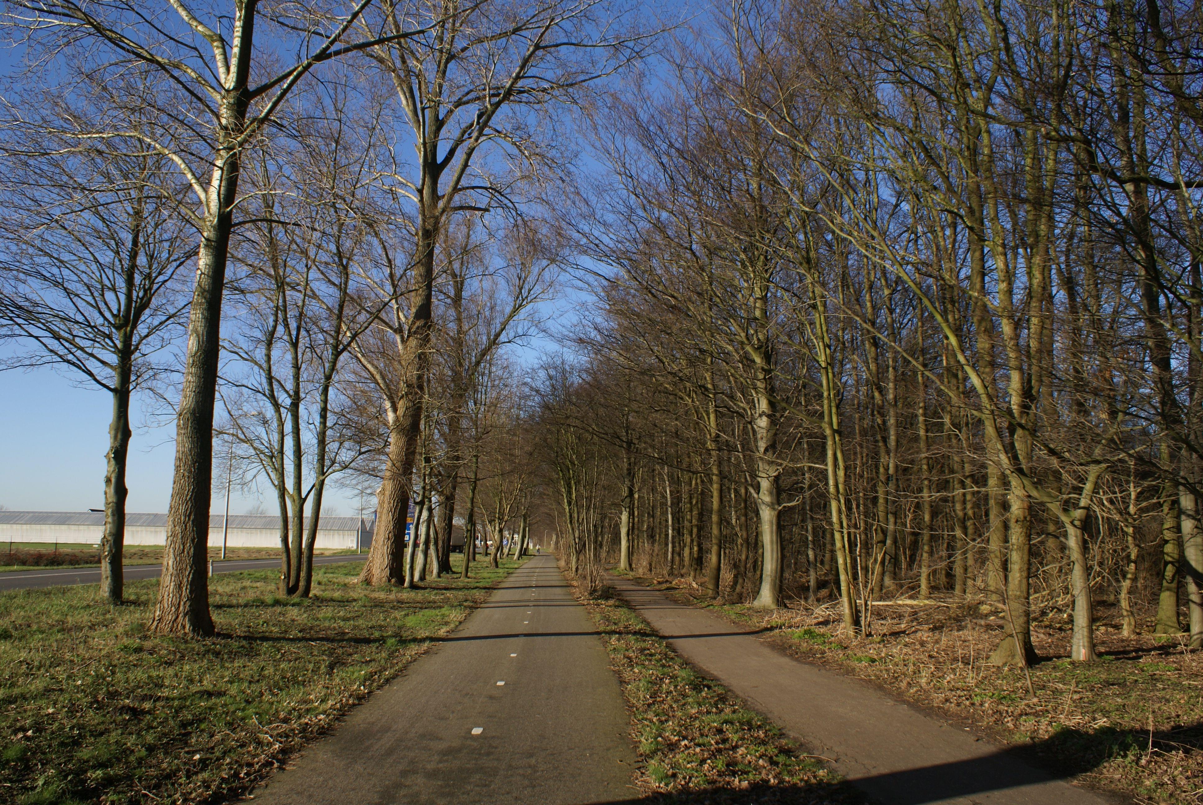 Het Amsterdamse Bos