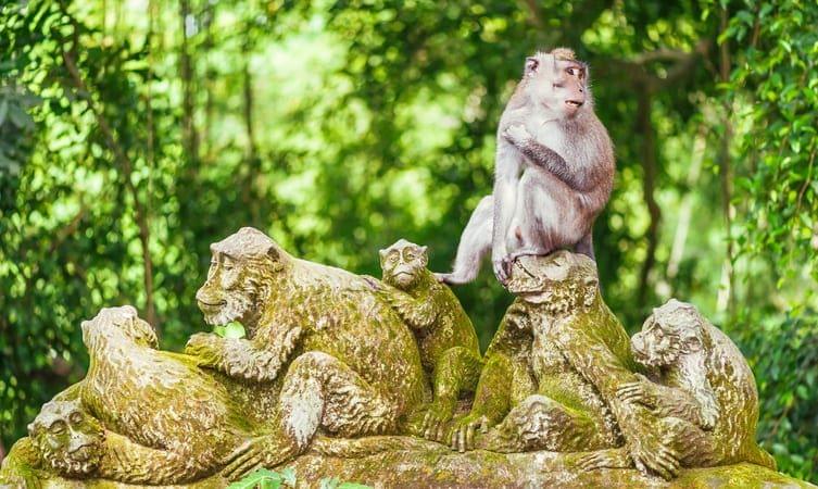 Visit the Ubud Monkey Forest