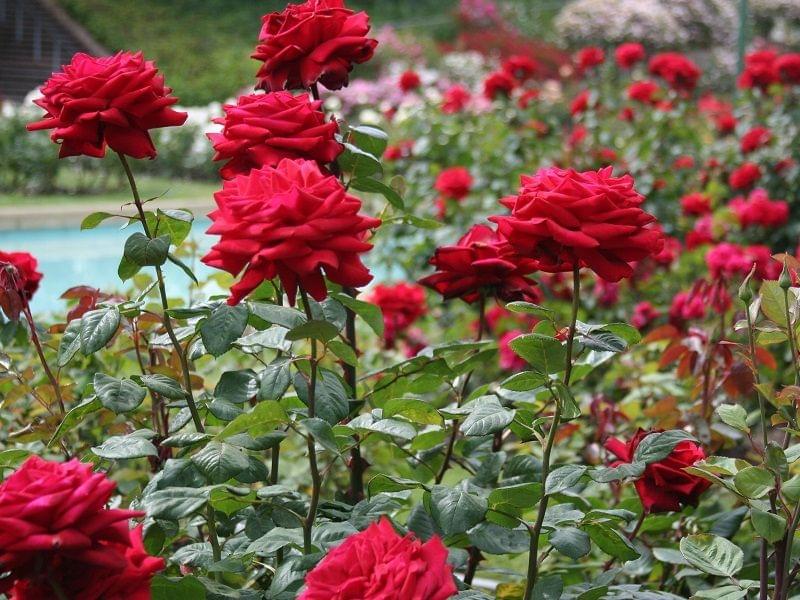 Rose garden.jpg