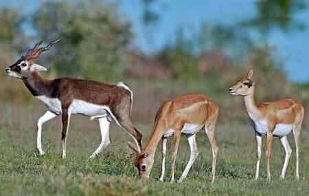 Deer Park Hyderabad Image