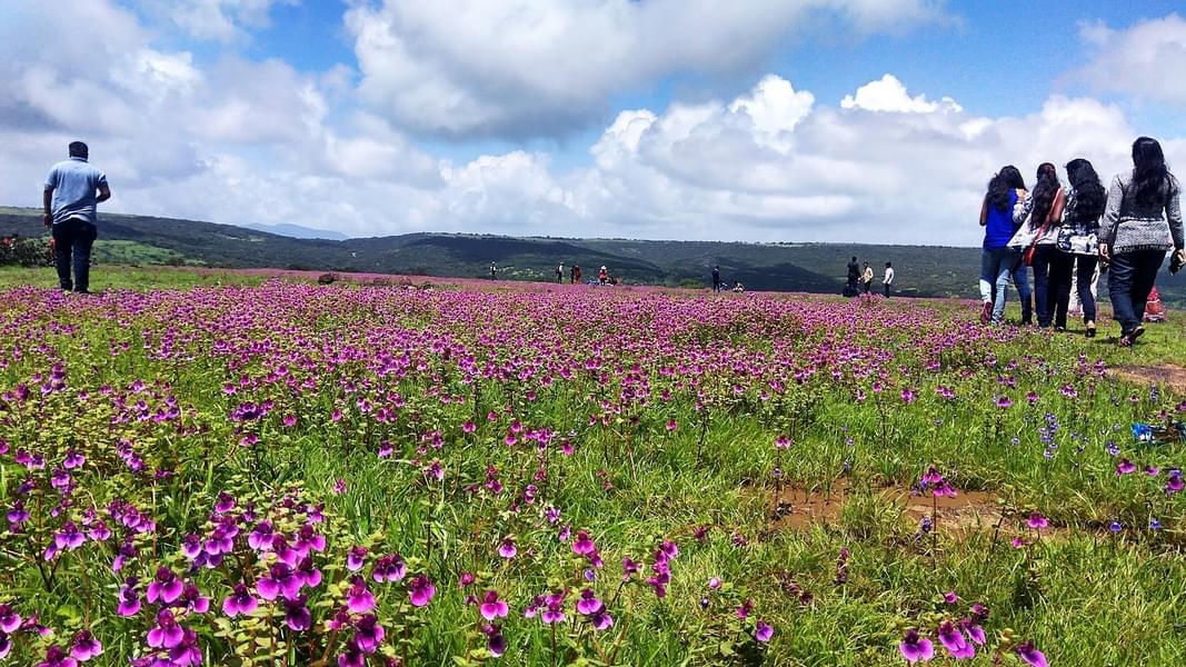Kaas Plateau Tour from Pune Image