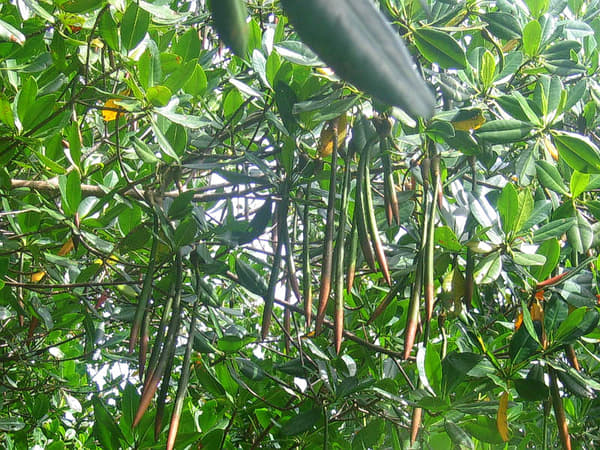 Can Gio Mangrove Biosphere Reserve