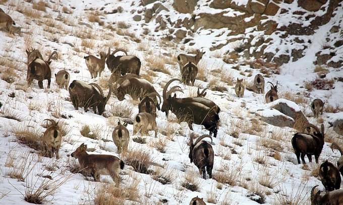 Hemis National Park