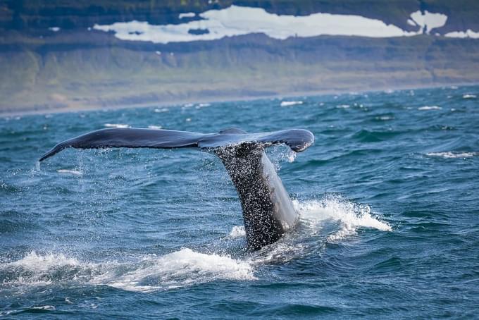 Whale at Reykjavik