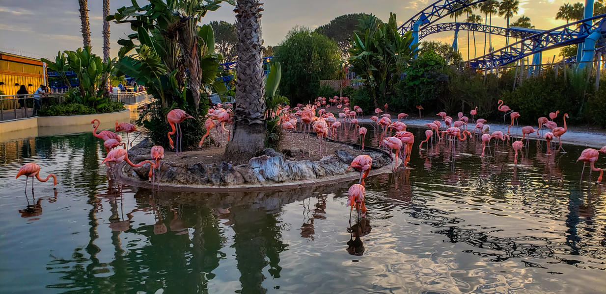 Watch beautiful flamingos during your exploration of San Diego Zoo Safari Park