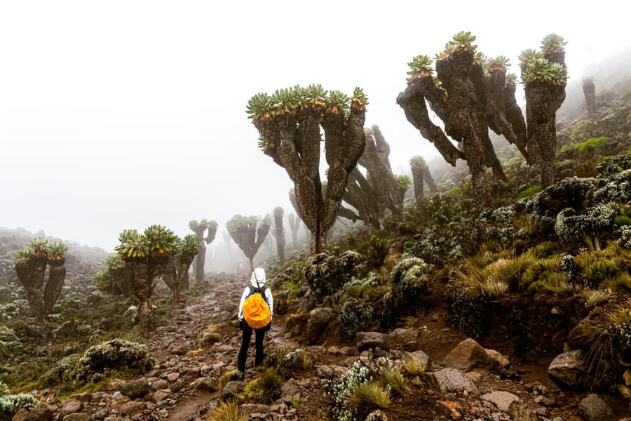 Mount Kilimanjaro Trek Image