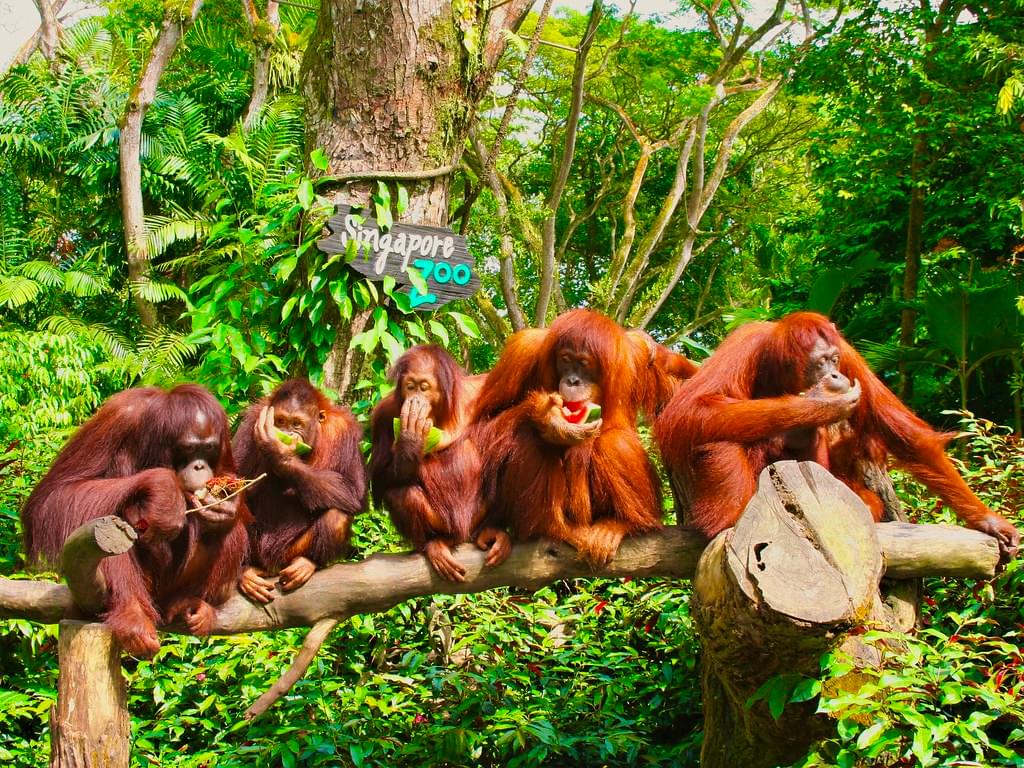 Singapore Zoo Breakfast with Orangutans 