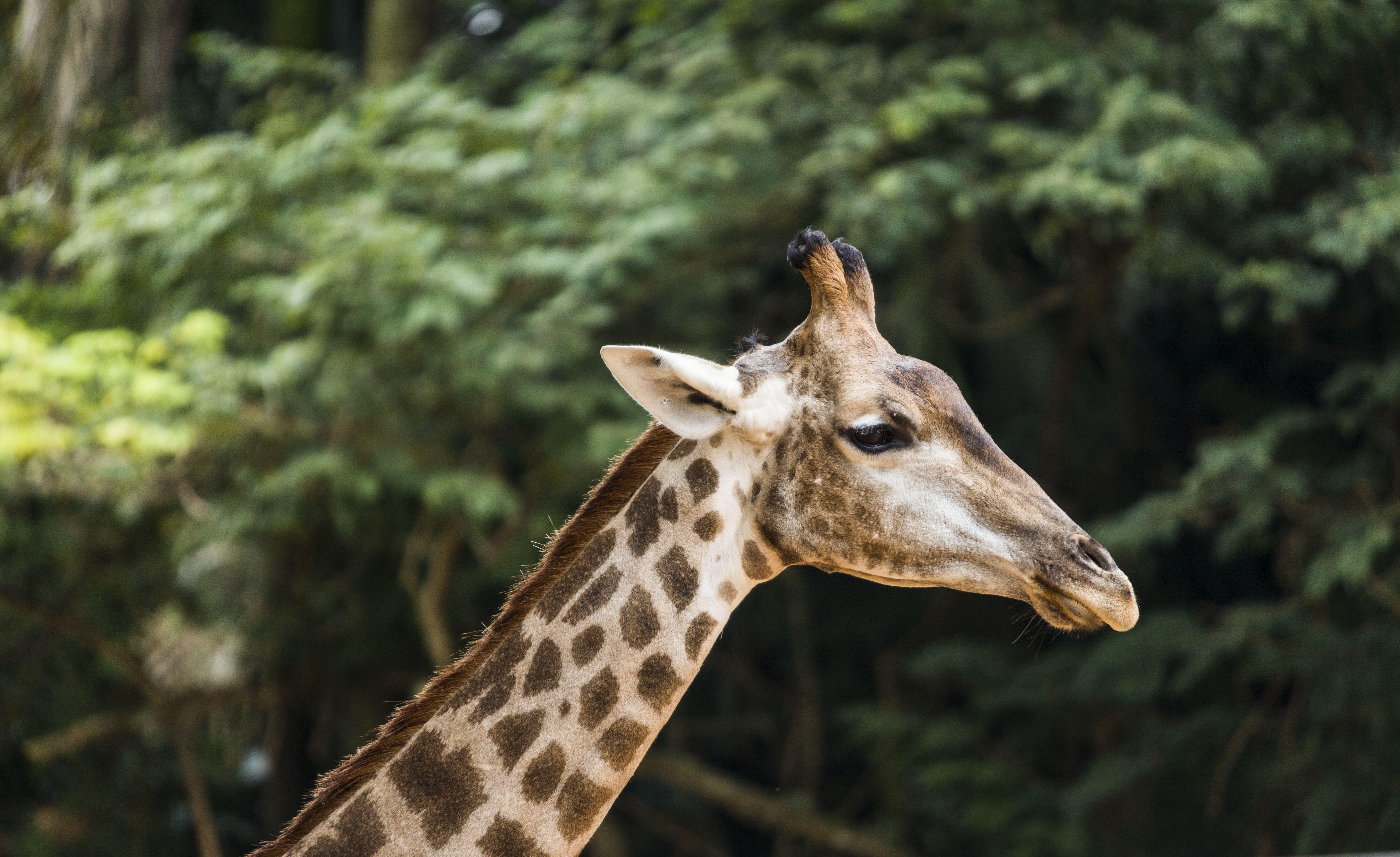 Giraffe in Sao Paulo Zoo