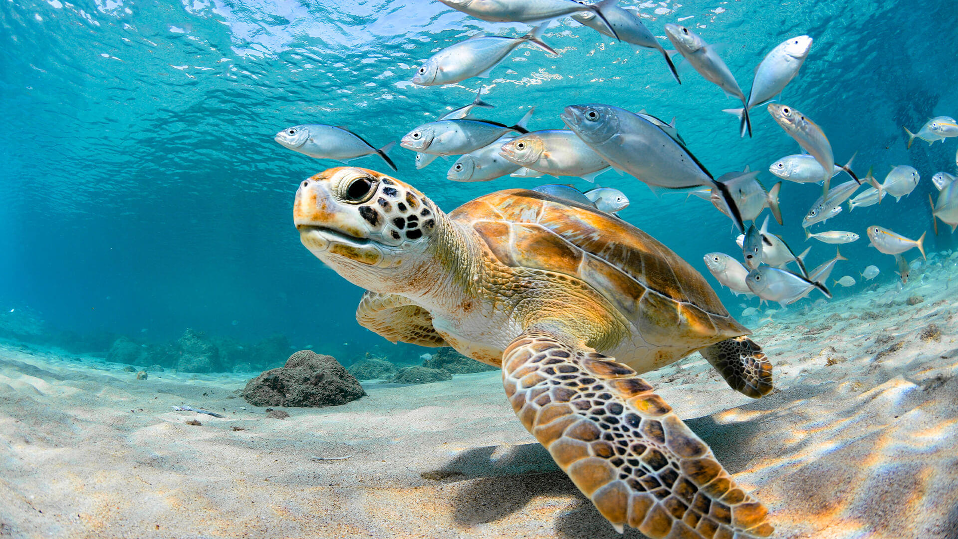 Sea Turtle Rescue Reef