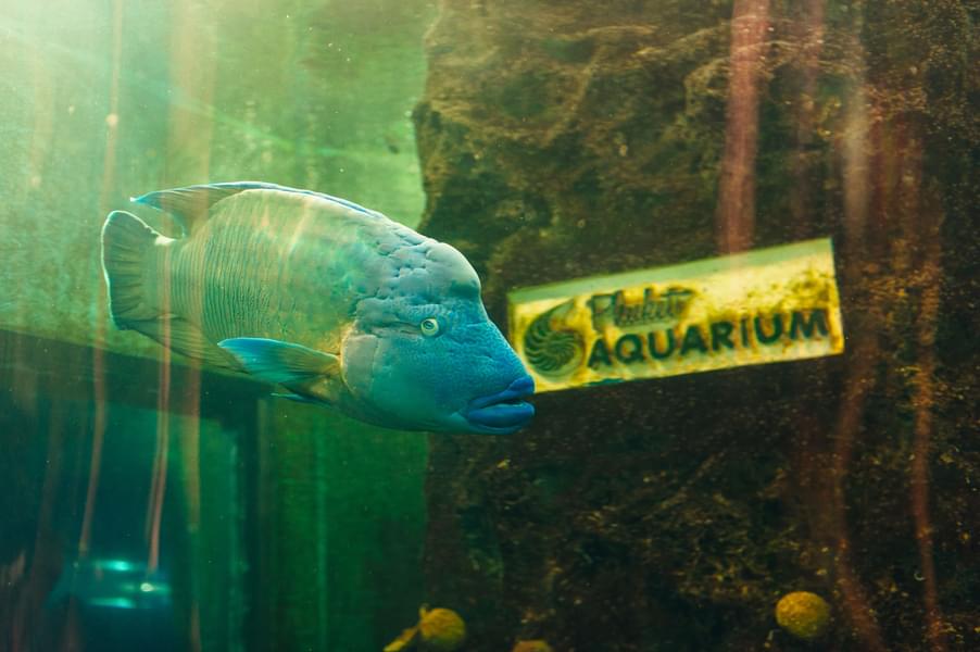Phuket aquarium