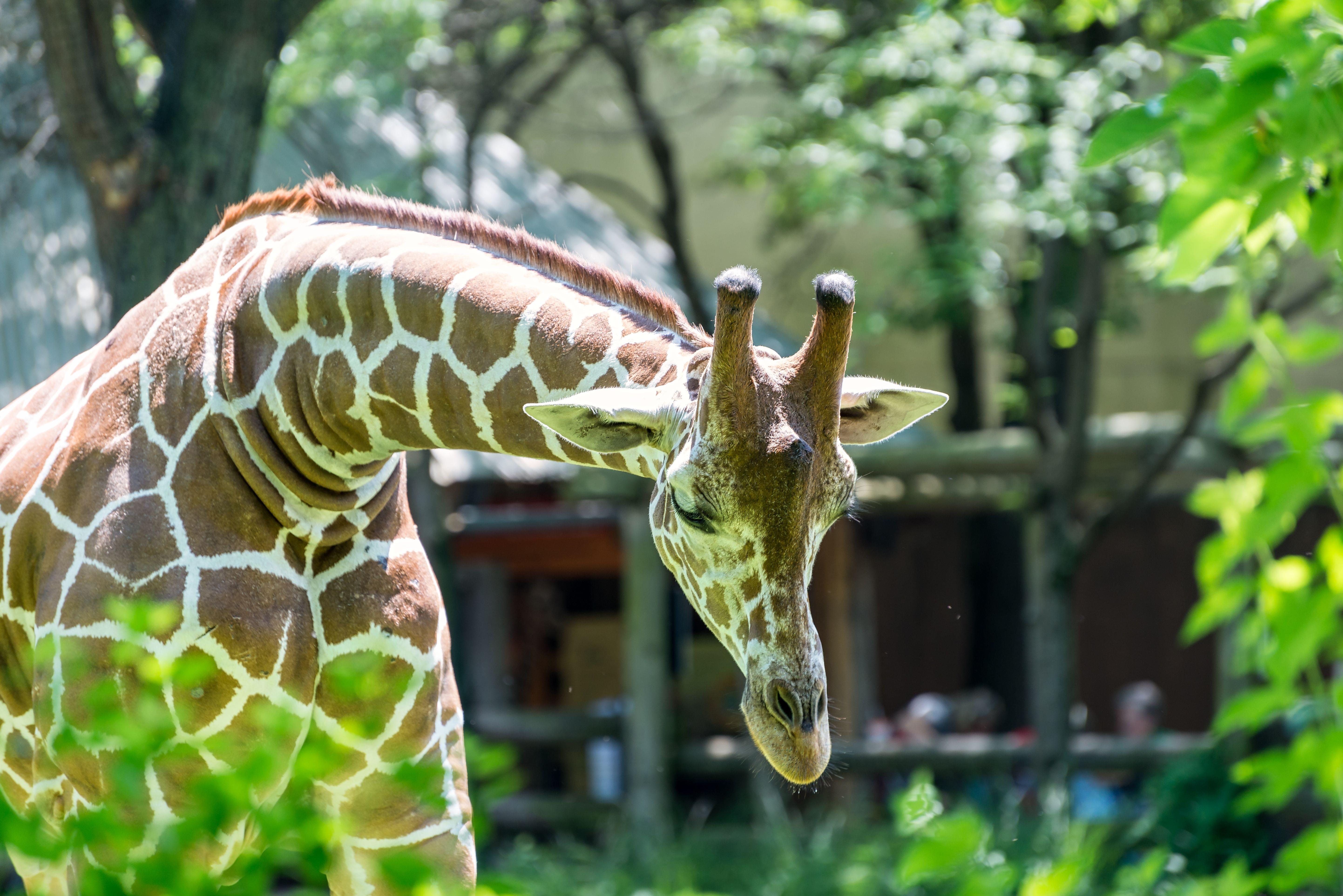 Giraffe in Brookfield Zoo