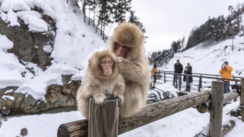 Snow Monkey Park, <em>Japan</em>
