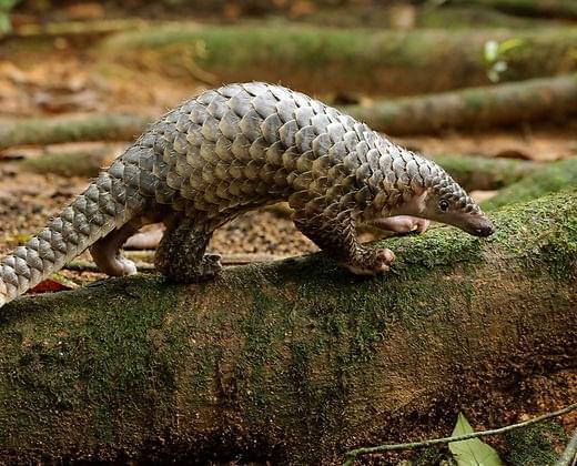Sunda Pangolin