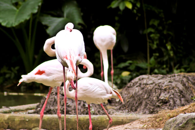 Swans at Singapore Zoo