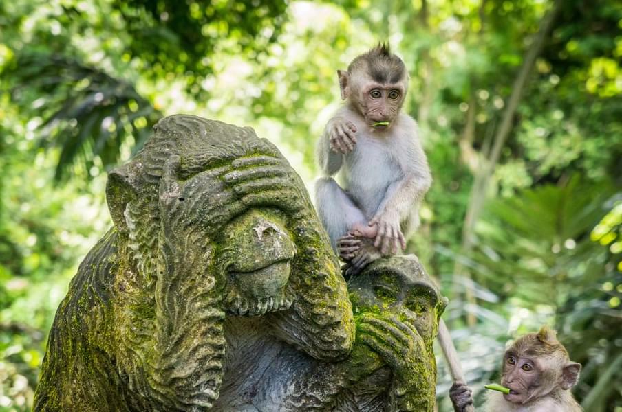 Visit Sacred Monkey Forest