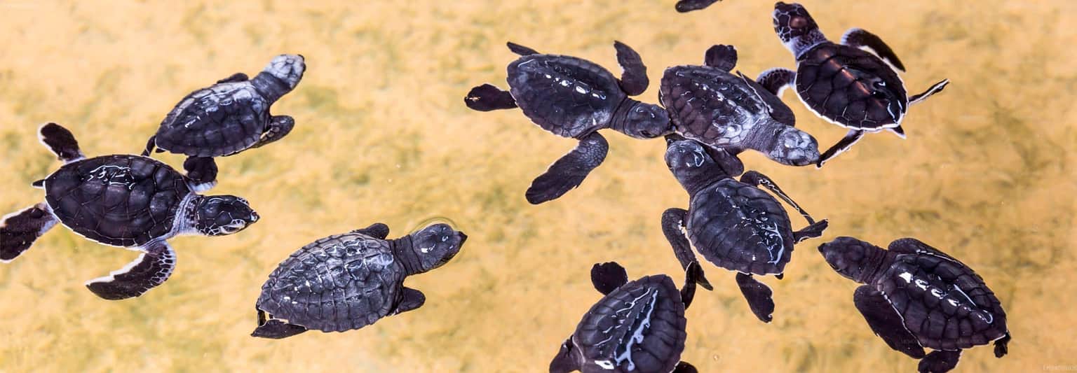 Kosgoda Sea Turtle Hatchery
