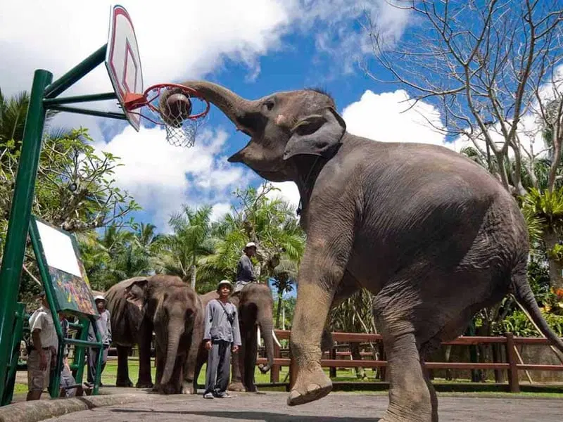 Watch the Elephant Talent Show
