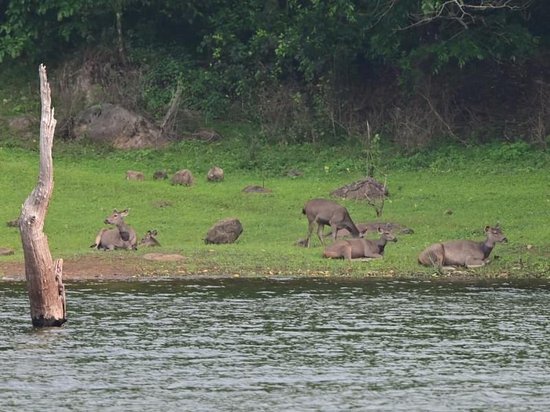 Jeep Safari in Thekkady Image