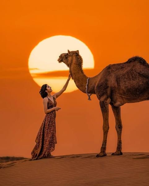 Half-Day Camel Safari Jaisalmer Image