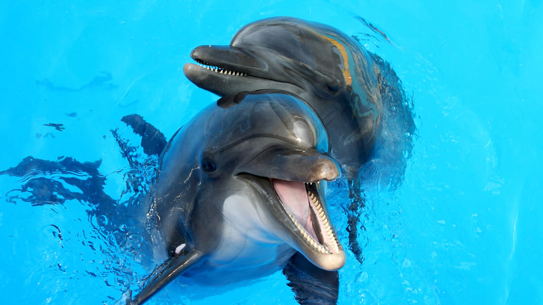 Dolphins at dubai dolphinarium