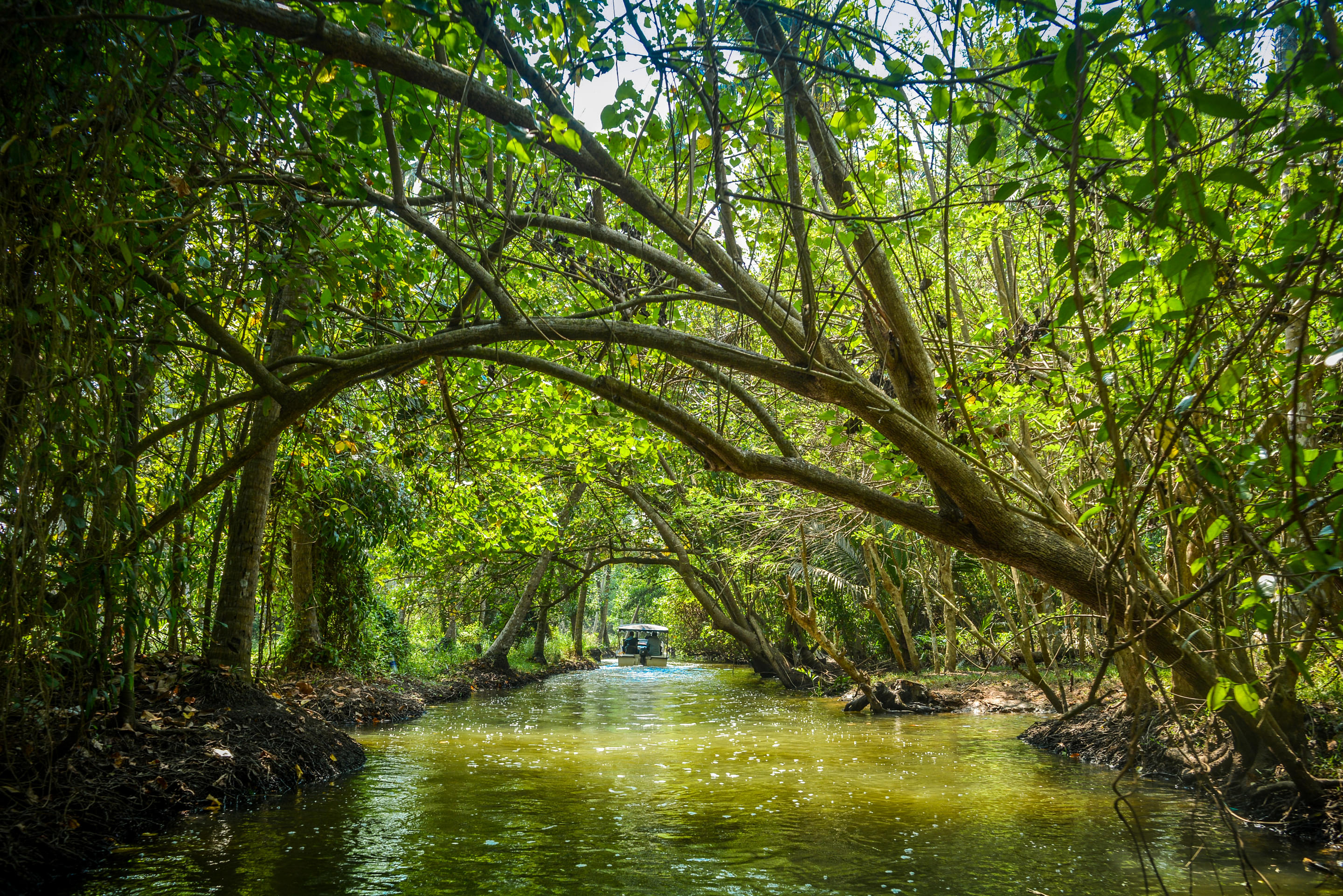 Mangrove Forest, Poovar Island Overview