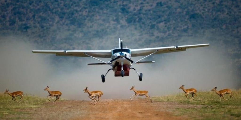 Fly in Safari