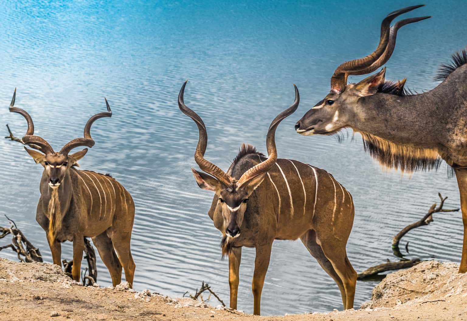 Botswana Honeymoon Safari