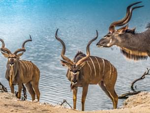 Botswana Honeymoon Safari