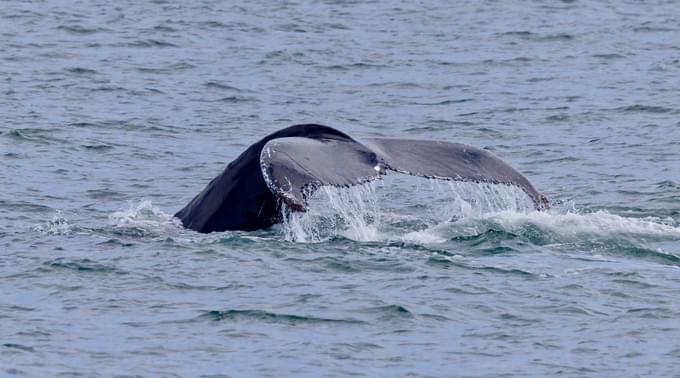 Whale at Reykjavik