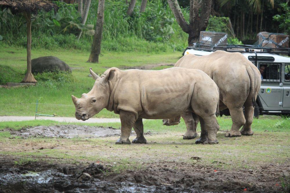 White Tiger : 5 Things you Need to Know - Taman Safari Bali