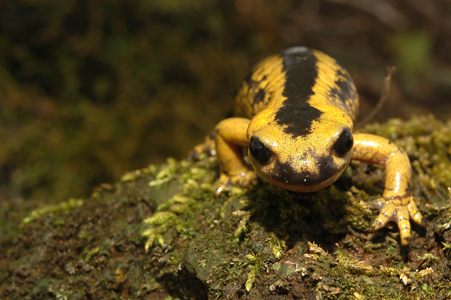 Amphibians