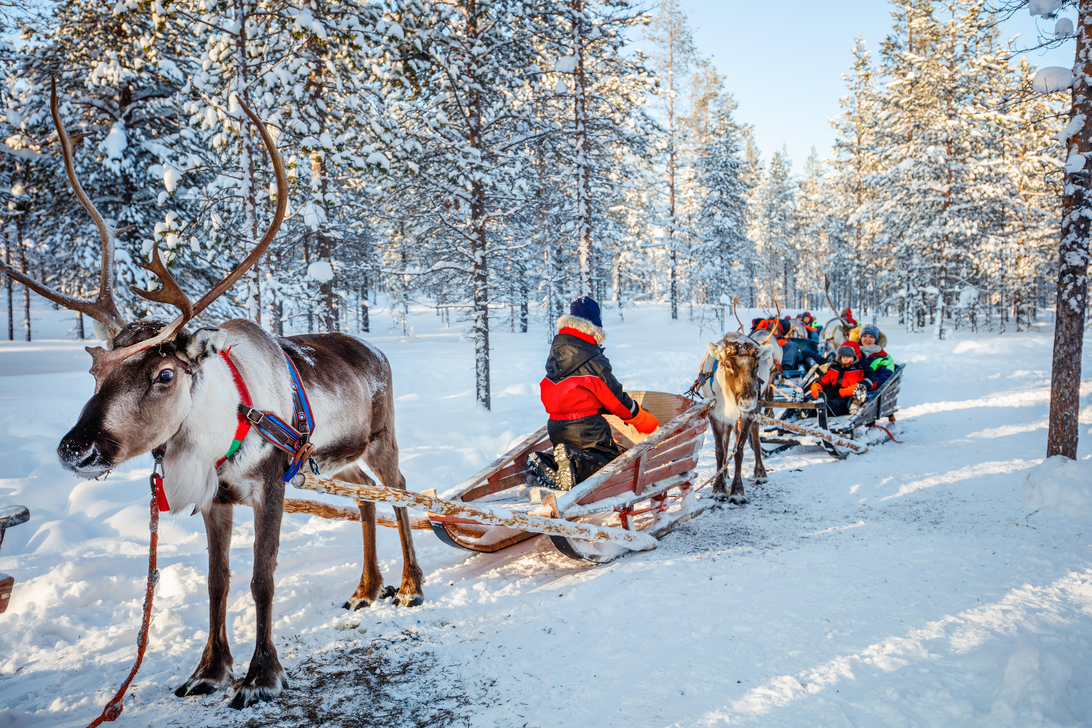 Ты уедешь к северным оленям. Финляндия Оленья упряжка. Оленьи упряжки Лапландия. Лапландия парк Оленья ферма. Reindeer Sled Финляндия.