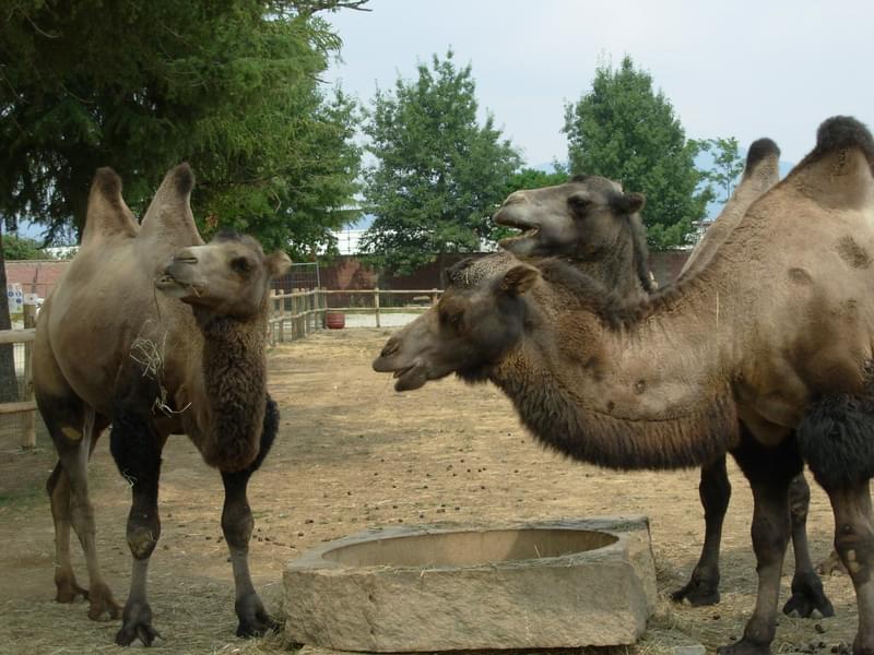 Camels in Zoom Torino Zoo