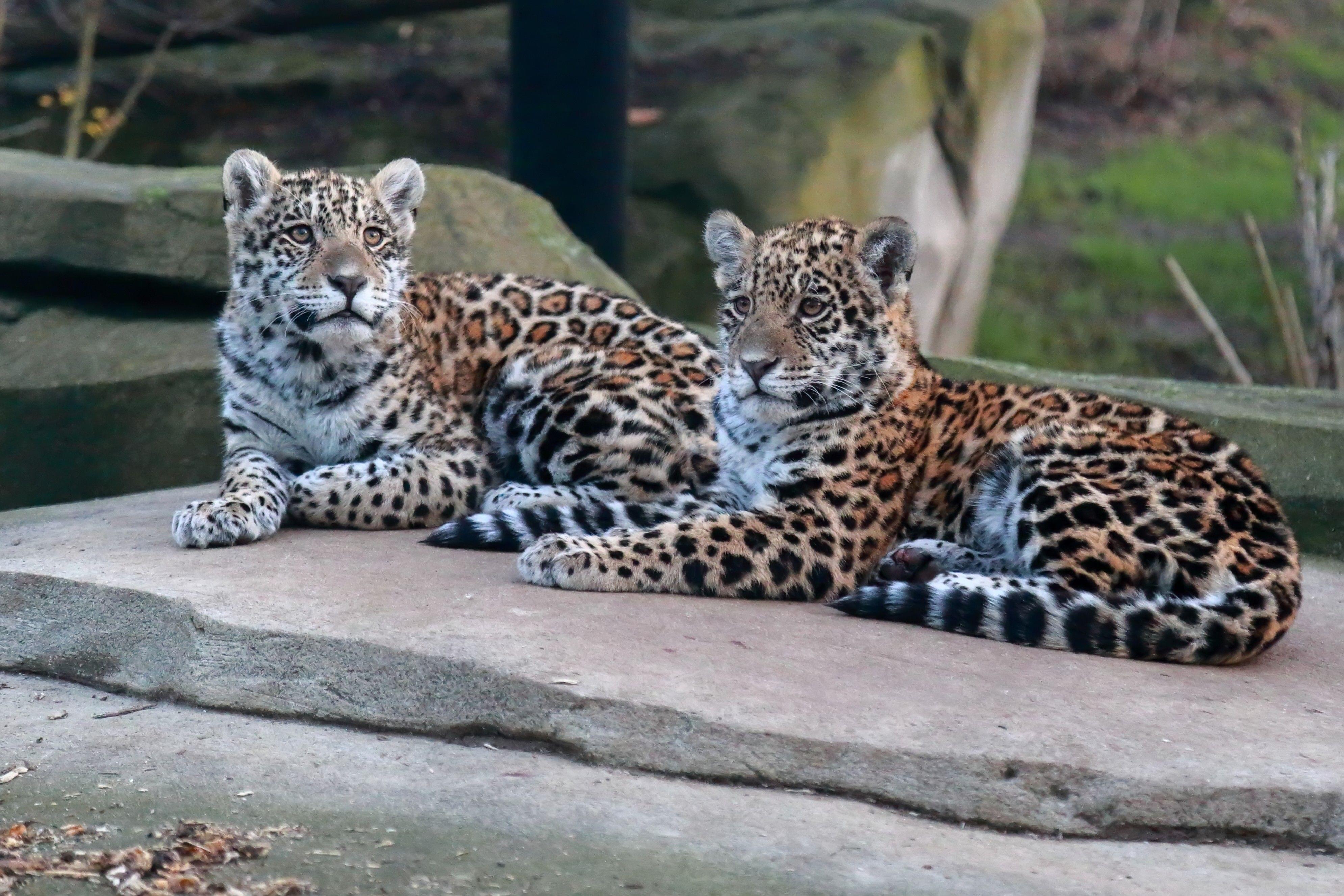 Paris Zoological Park