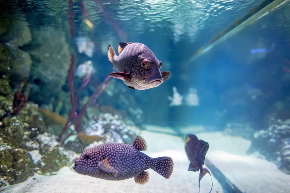 Sea Life Centre