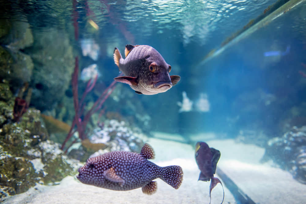 Sea Life Centre, <em>London</em>