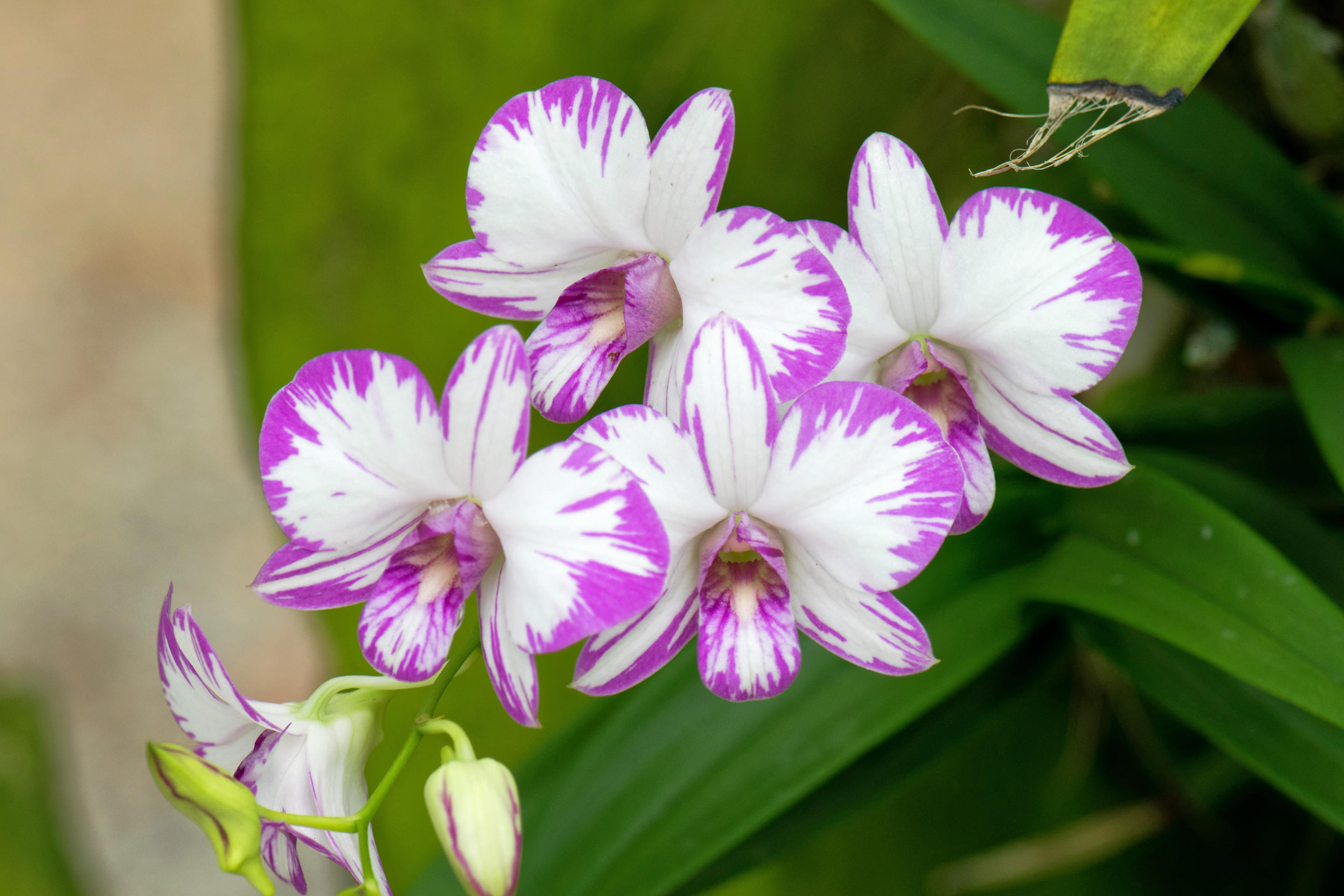 Sarawak Orchid Garden Overview