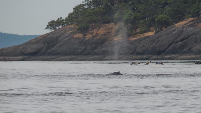 Whale Watching from Friday Harbour