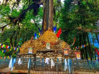 Explore Coronation Throne & Sacred Pine