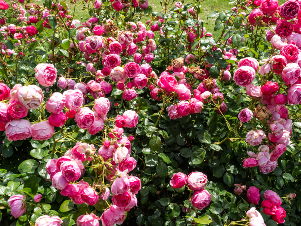 Rose Garden