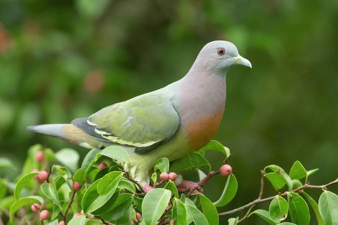 Fauna at Anshi National Park