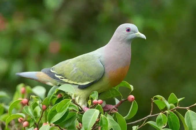 Fauna at Anshi National Park